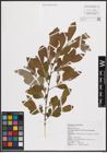 Foto von Salix cinerea L.
